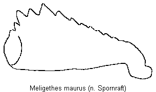 meligethes_maurus_vschn.gif