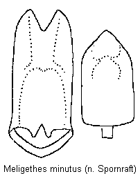 meligethes_minutus.gif