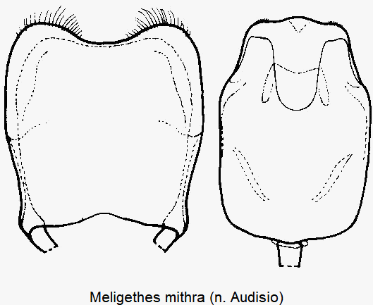 meligethes_mithra.gif