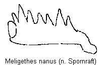 meligethes_nanus_vschn.gif