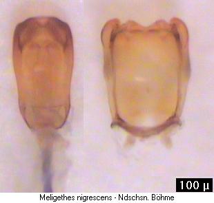 meligethes_nigrescens.jpg