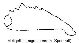 meligethes_nigrescens_vschn.gif