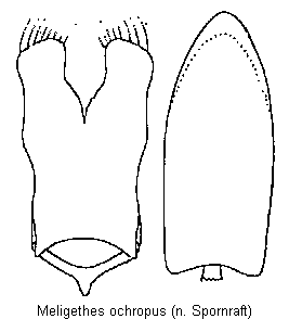 meligethes_ochropus.gif