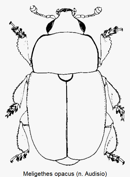 meligethes_opacus_hab.gif