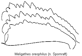 meligethes_oreophilus_vschn.gif