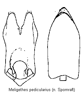 meligethes_pedicularius.gif