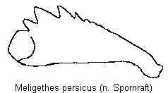 meligethes_persicus_vschn.gif
