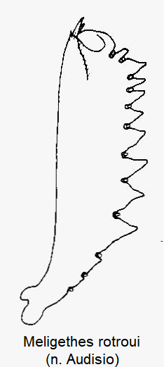 meligethes_rotroui_vschn.gif