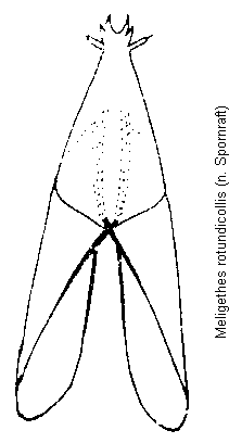meligethes_rotundicollis_ovip.gif