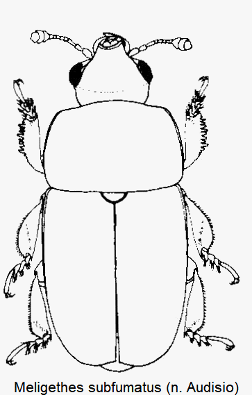 meligethes_subfumatus_hab.gif