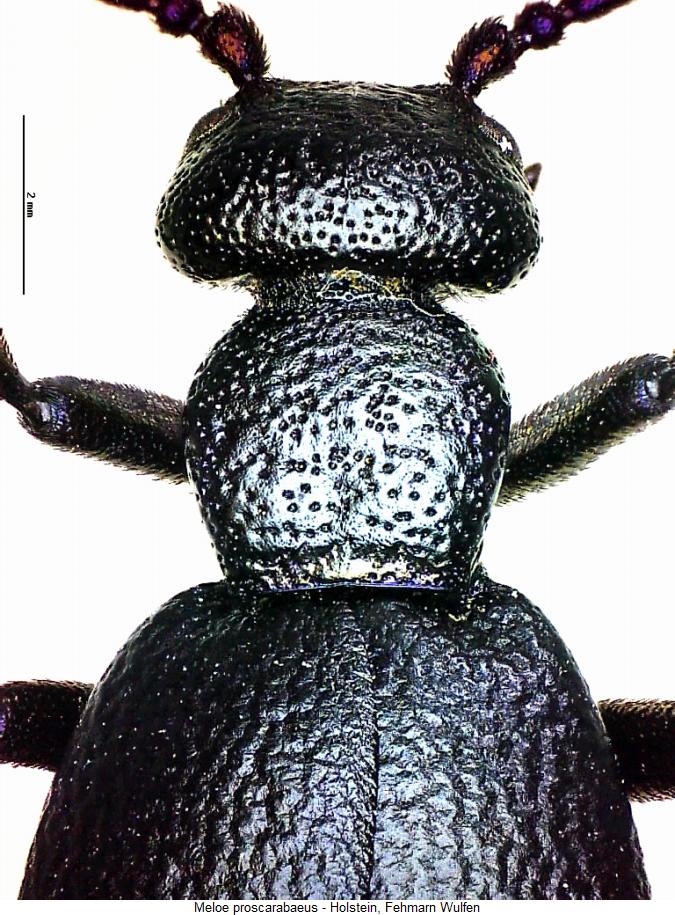 meloe_proscarabaeus_vk.jpg