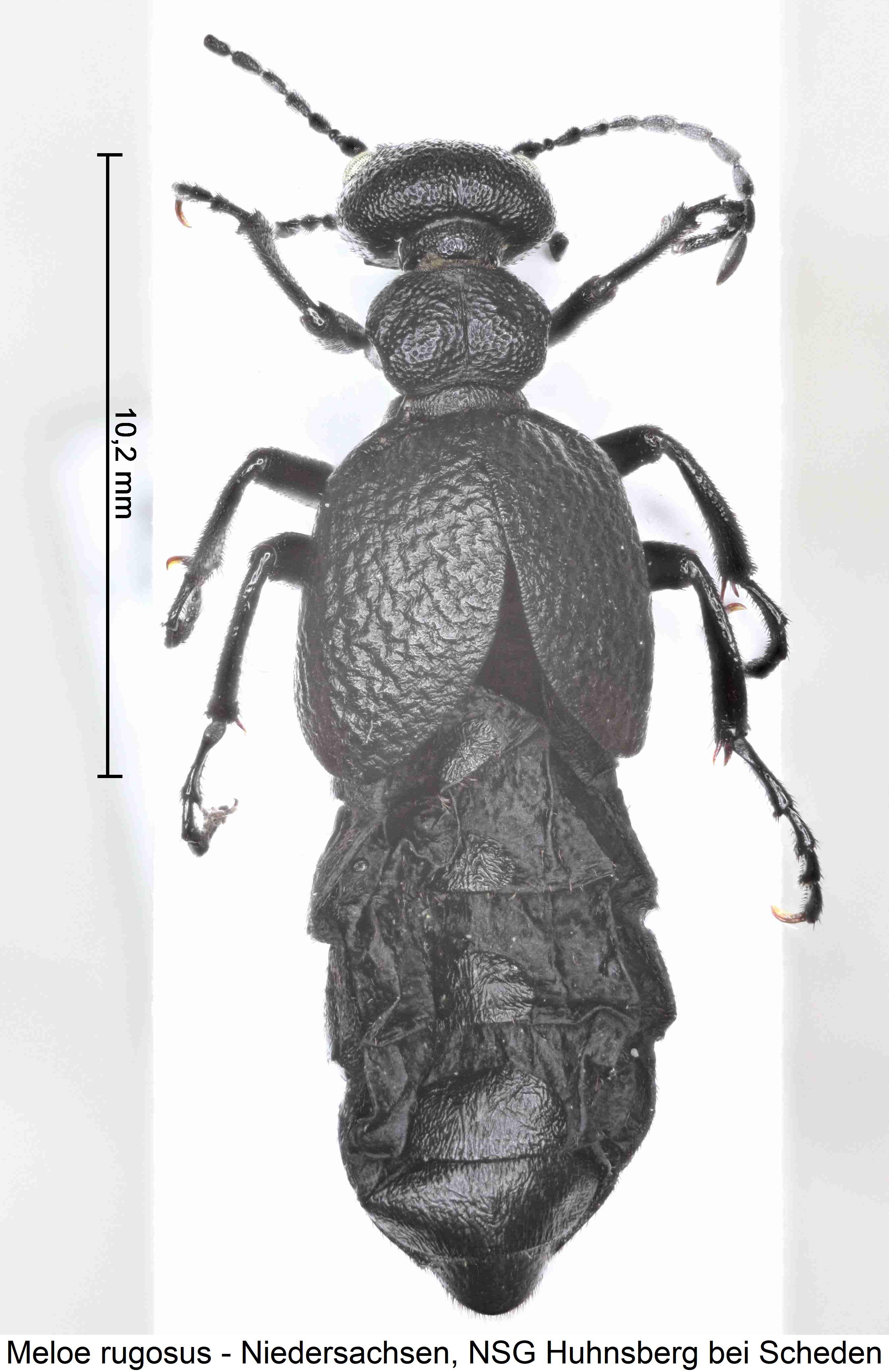 meloe_rugosus_hab.jpg