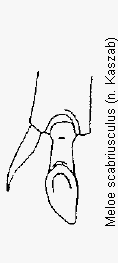 meloe_scabriusculus_hschn.gif