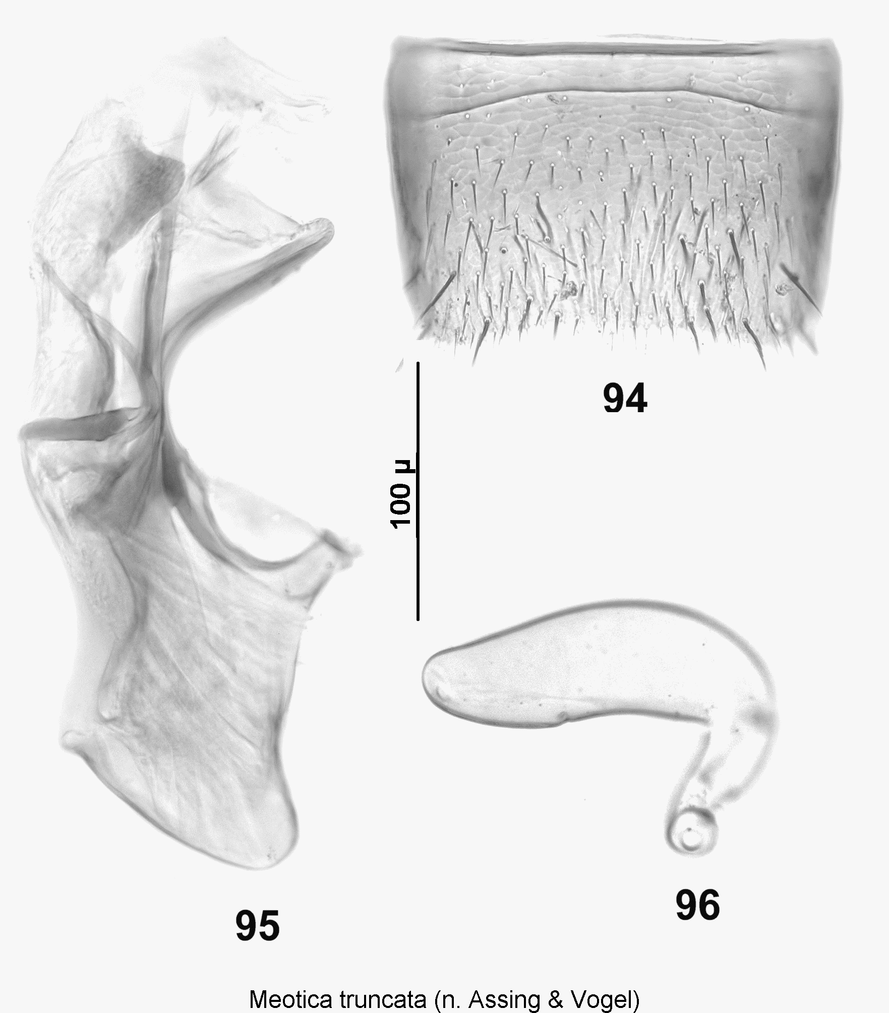 meotica_truncata.gif
