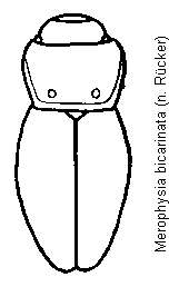 merophysia_bicarinata_hab.gif