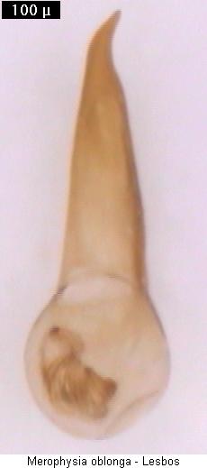 merophysia_oblonga.jpg
