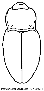 merophysia_orientalis_hab.gif