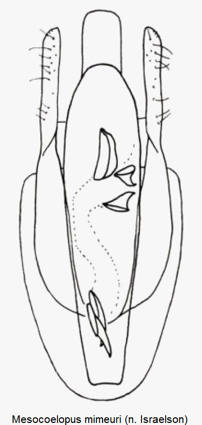 mesocoelopus_mimeuri.gif