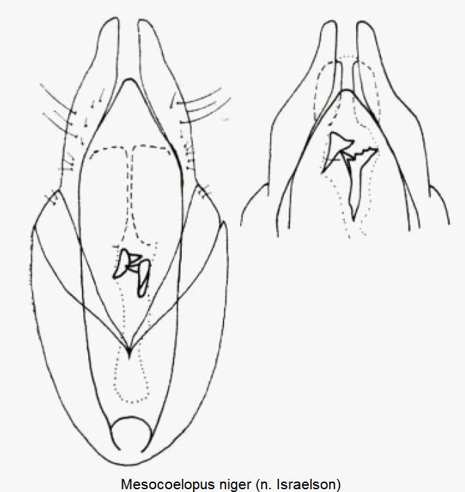 mesocoelopus_niger-1.gif