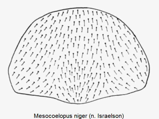 mesocoelopus_niger_hsch.gif