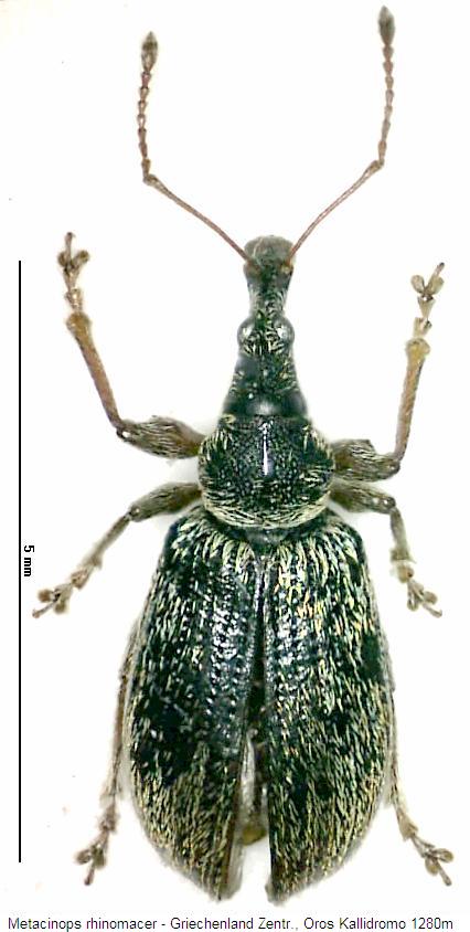 metacinops_rhinomacer_hab.jpg