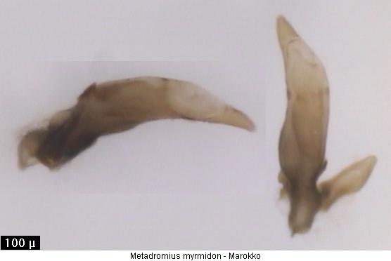 metadromius_myrmidon2.jpg