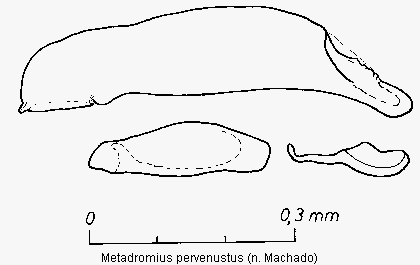 metadromius_pervenustus.gif