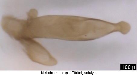 metadromius_sp_aufs.jpg