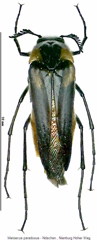 metoecus_paradoxus_hab.jpg