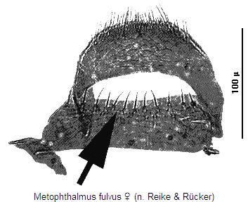 metophthalmus_fulvus_st.jpg