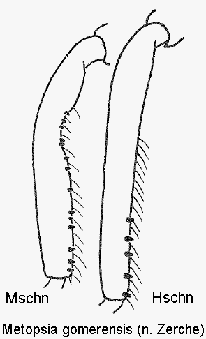 metopsia_gomerensis_m_mschn.gif