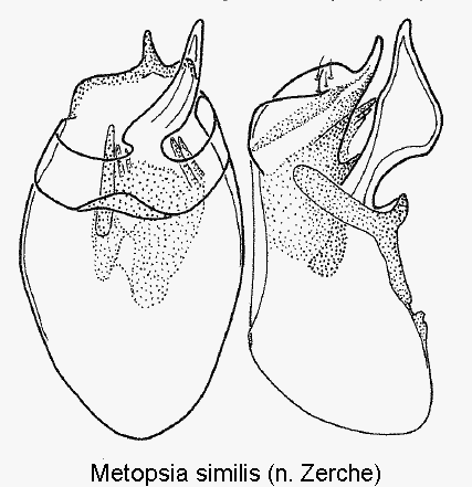 metopsia_similis1.gif