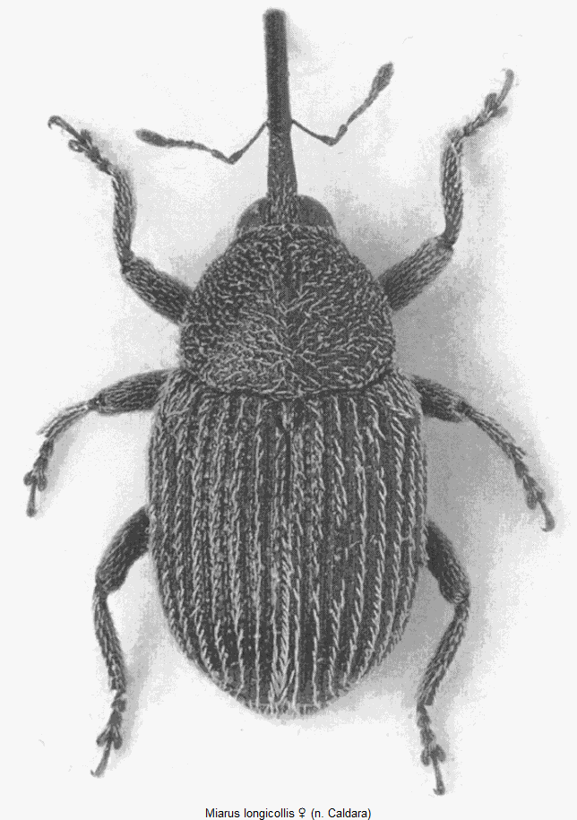 miarus_longicollis_hab.gif