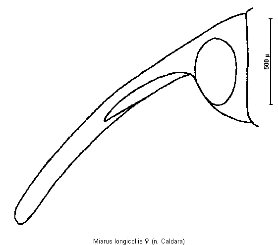 miarus_longicollis_k.gif