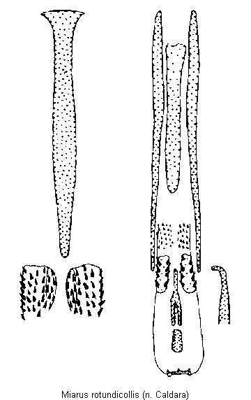 miarus_rotundicollis_pc.gif