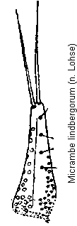 micrambe_lindbergorum_pm.gif