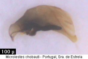 microlestes_chobauti.jpg