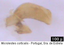 microlestes_corticalis.jpg