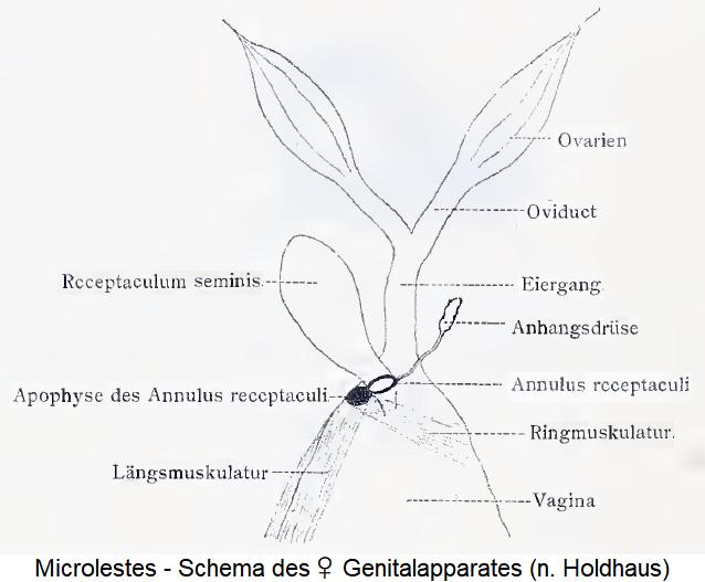 microlestes_fem.jpg