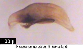 microlestes_luctuosus.jpg