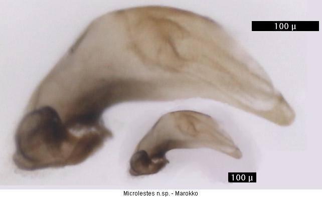 microlestes_marokko1.jpg