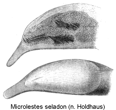 microlestes_seladon_hh.gif