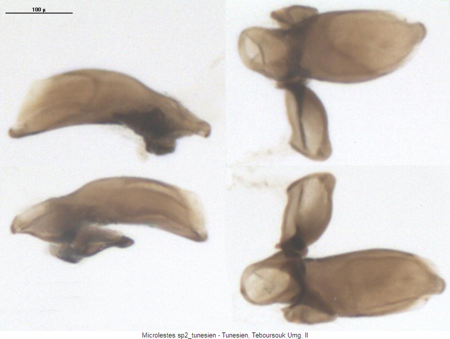 microlestes_sp2_tunesien3.jpg