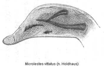microlestes_vittatus_hh.gif