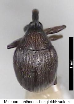 microon_sahlbergi_hab.jpg