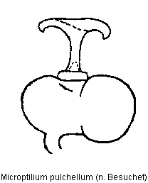 microptilium_pulchellum_sperm.gif