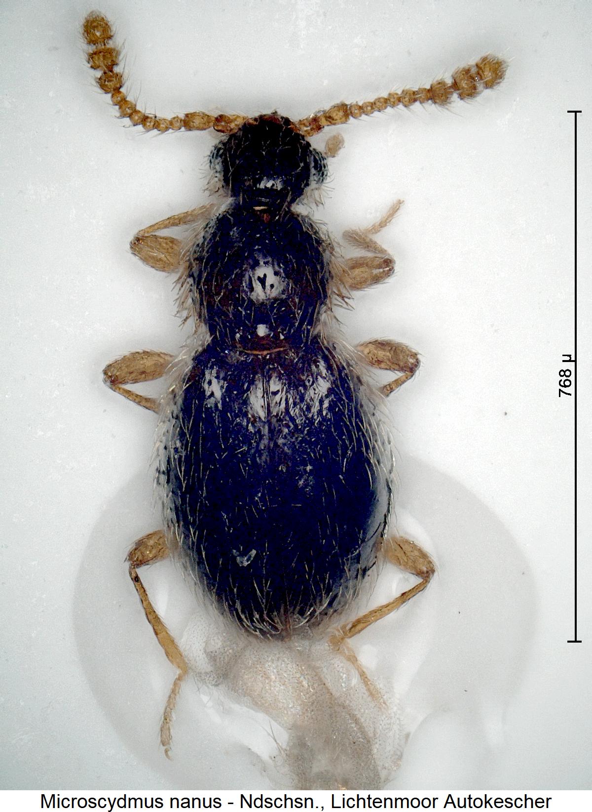 microscydmus_nanus_hab1.jpg
