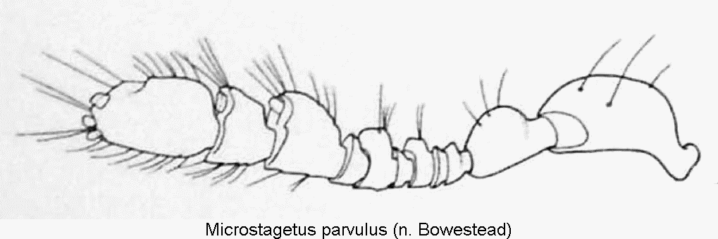 microstagetus_parvulus_f.gif