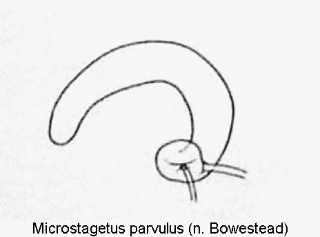 microstagetus_parvulus_sperm.gif