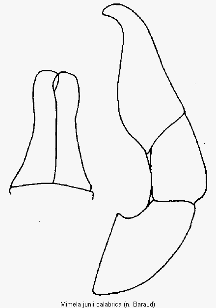mimela_calabrica.gif